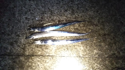 マズメは、安定！