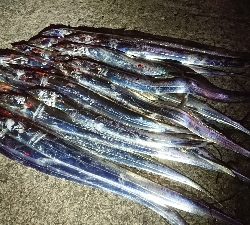 太刀魚釣行