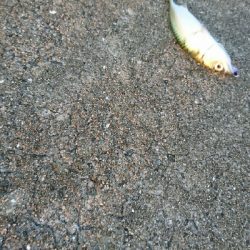 サバ、サバ、サバ