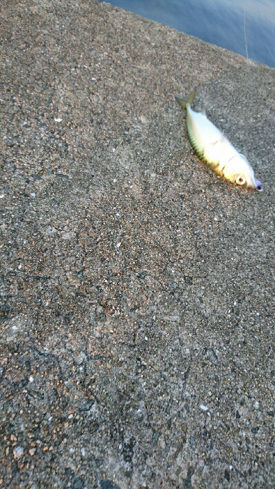 サバ、サバ、サバ