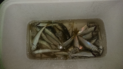 マメージングからの解放