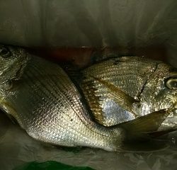 ヘダイ、キス、オオモンハタ