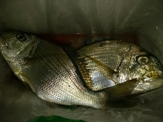 ヘダイ、キス、オオモンハタ