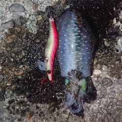 サイトエギング