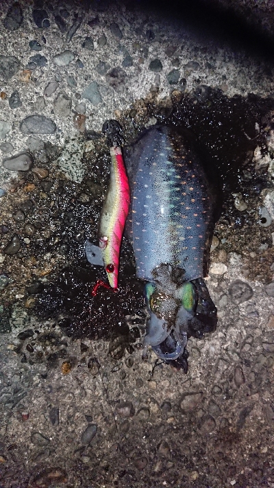 サイトエギング