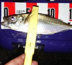 デカイのきたー