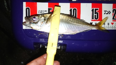 デカイのきたー