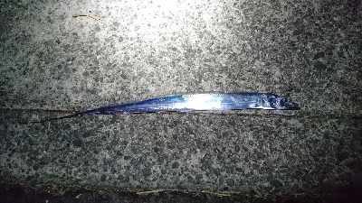 ヒラスズキ・タチウオ