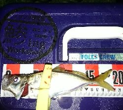 アジングいまいち