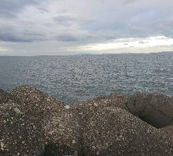 シーズン初サゴシ