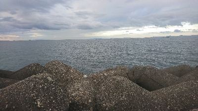 シーズン初サゴシ