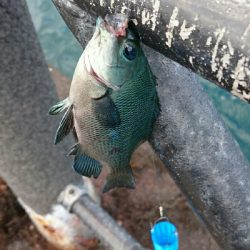 アジよ どうした!!