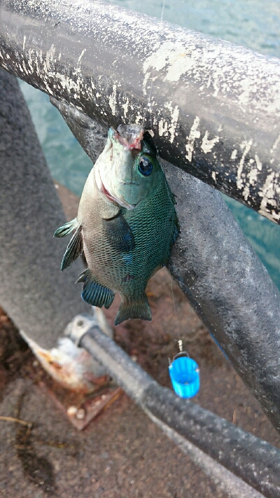 アジよ どうした！！