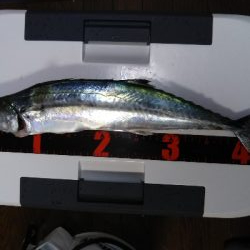 癒し系のサゴシ