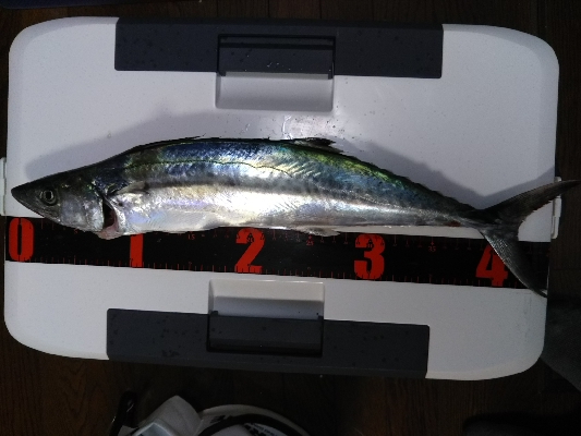 癒し系のサゴシ