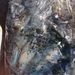 休みのエギング