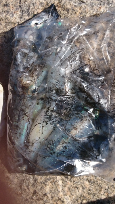 休みのエギング