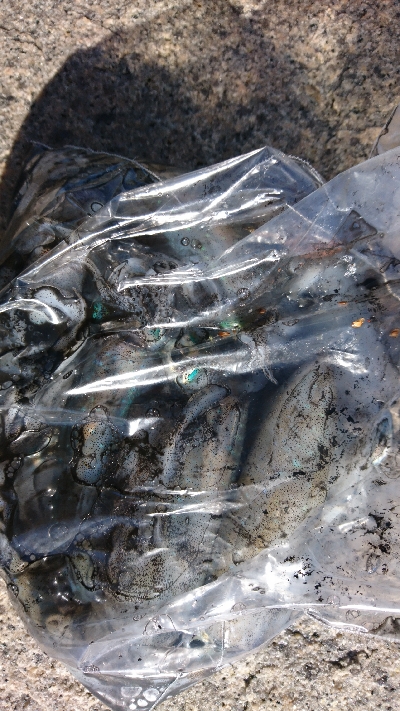 平日のエギング