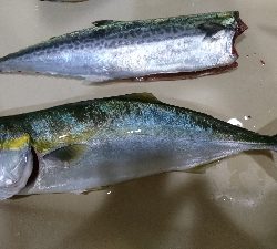 ローライトの下で