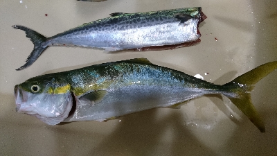 ローライトの下で