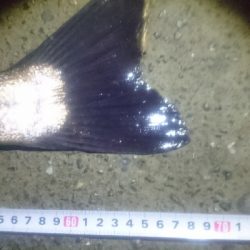 仁淀川河口 シーバス