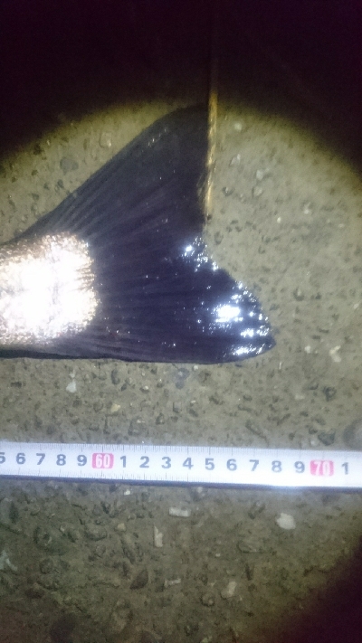 仁淀川河口 シーバス