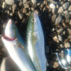 早朝サーフショアジギング