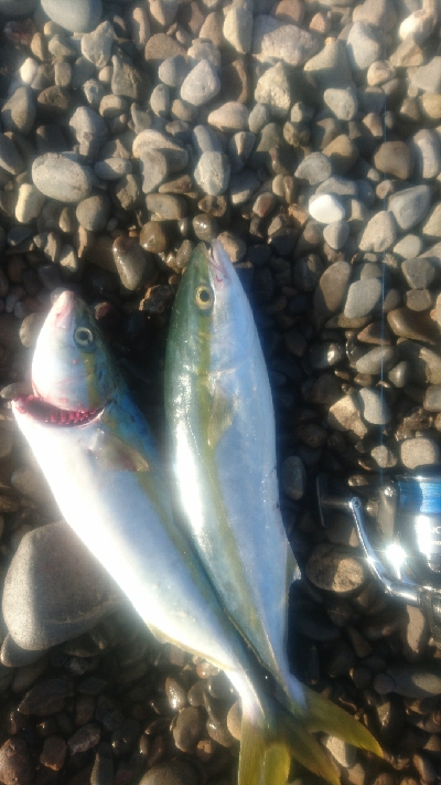 早朝サーフショアジギング