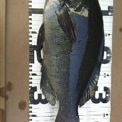 自己記録更新！