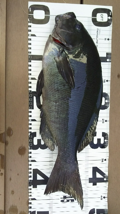 自己記録更新！