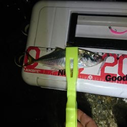 デカアシの回遊は、ありません。