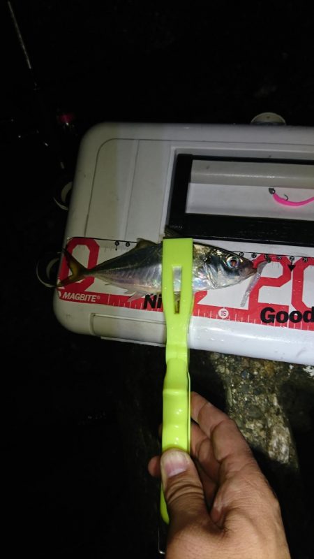 デカアシの回遊は、ありません。