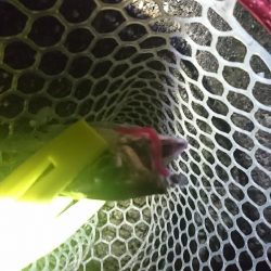 デカアジは、どこに