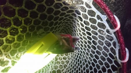 デカアジは、どこに