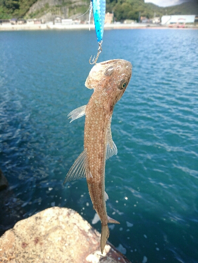 今日の釣果