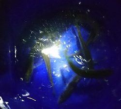 久しぶりにサビキ