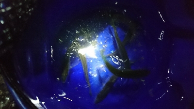 久しぶりにサビキ