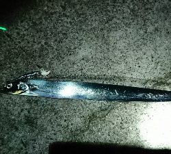 タチウオ良い感じ