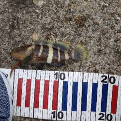 エキングからのチニング