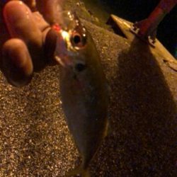 豆から中アジまで入れ食い！