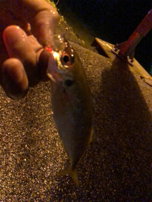 豆から中アジまで入れ食い！