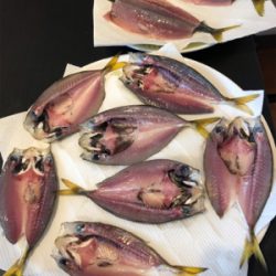 台風前のサバ、アジラッシュ、