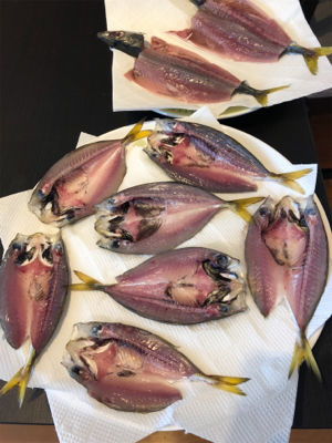 台風前のサバ、アジラッシュ、