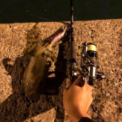 秋イカエギング