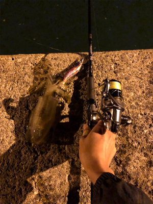 秋イカエギング
