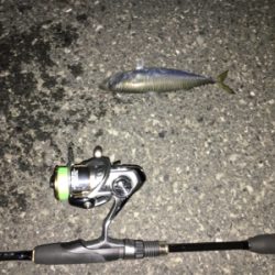 アジングのつもりだが