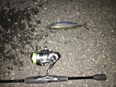 アジングのつもりだが