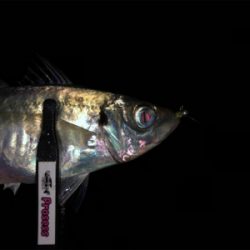 台風後 アジング調査