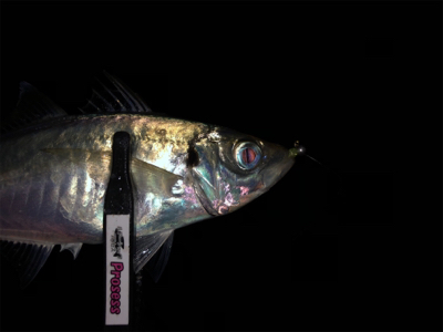 台風後 アジング調査