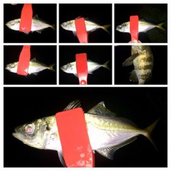 台風一過アジング